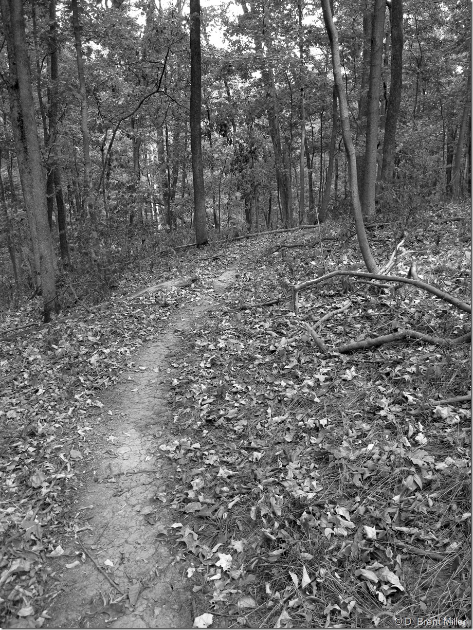 Nature trail