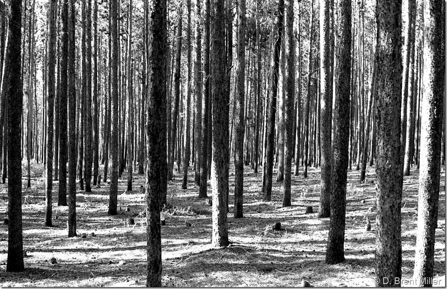 Rocky Mountain forest