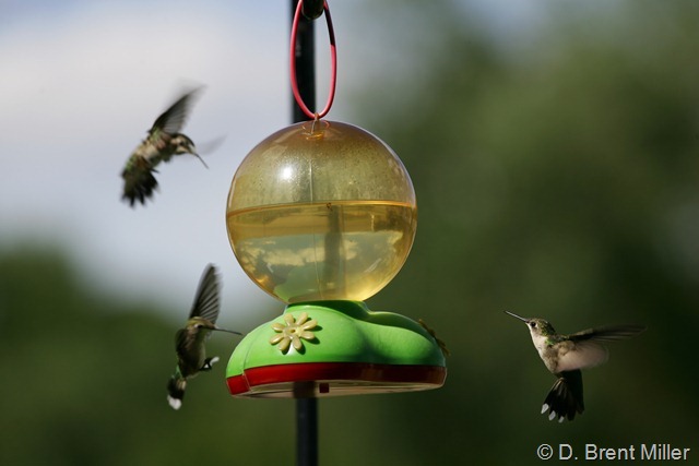 Hummingbird territory