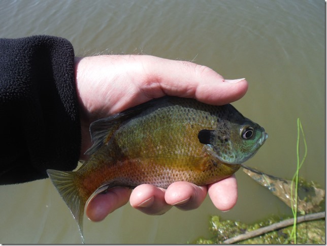 blue-gill