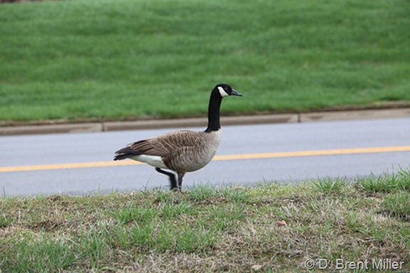 goose-story-2