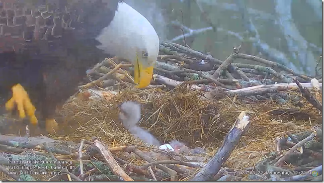 2nd hatch 2nd hatch