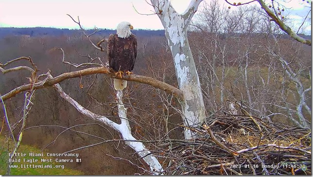 Eagle Nest 01-16-2023