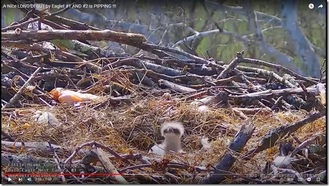 Eagle chick Eagle chick