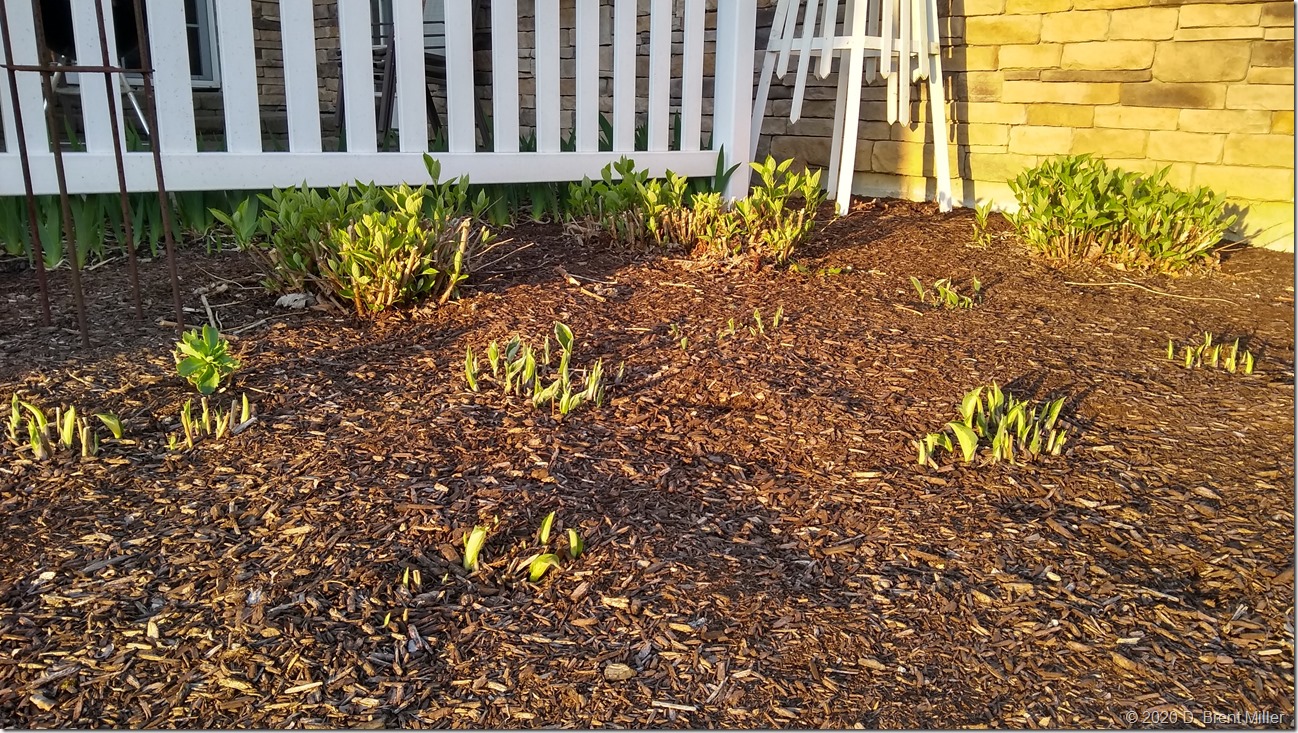 Garden_4-21-2020