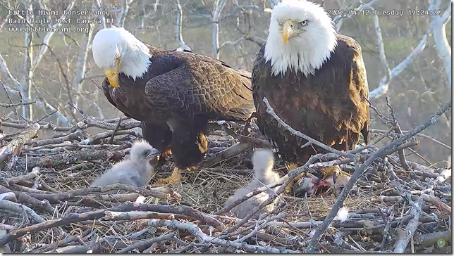 Eagles and chicks