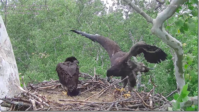 Young eagles