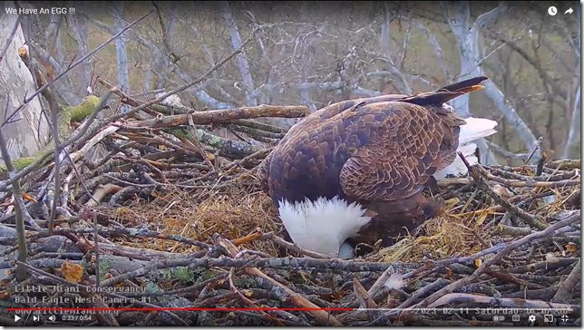 Eagle and one new egg.